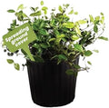American Plant Exchange Asiatic Jasmine Minima – 6-Inch with Pot – Live Evergreen Groundcover Plant, Low Maintenance Greenery for Home, Garden Beds, or Landscape Borders by AmericanPlantExchange