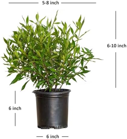 Frostproof Gardenia (2.5 Quart) Flowering Evergreen Shrub with Glossy Green Foliage and White Fragrant Blooms - Full to Part Sun Live Outdoor Plant - Image 3