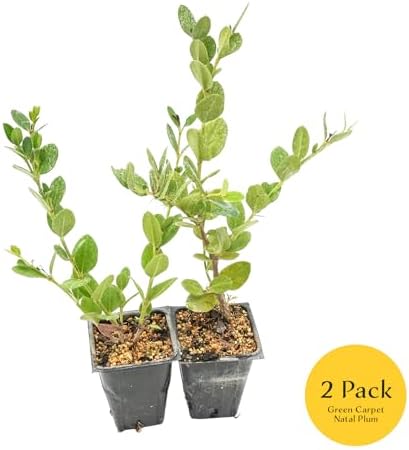 2 Green Carpet Natal Plum in 3.5" Nursery Cubes - Image 3