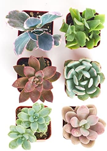 Shop Succulents Pastel Succulent Plant Pack Collection - Live Mini Succulent Plants, Low Maintenance, Bright & Serene Colors & Textures - Wedding and Party Favors, Gift & Garden, Pack of 6 - Image 2