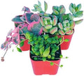 Succulents Plants Live 3-Pack of 2 Hanging Plants Starter Pack, Live Succulent Plants Fully Rooted in Planter Pots with Succulent Soil Mix by The Succulent Cult by TheSucculentCult