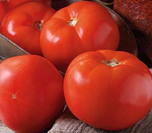 Bulk (1000) Tomato Seeds - Several Varieties Plant them or re-sell them!(1000 - Homestead Tomato Seeds) - Image 7
