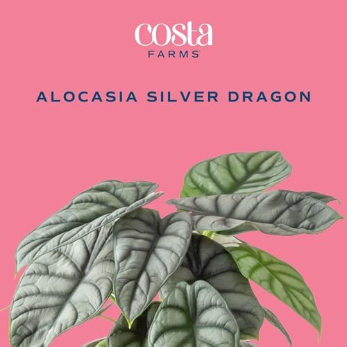 Costa Farms Alocasia, Live Indoor Plant, Easy Care, Home Decor - Image 3