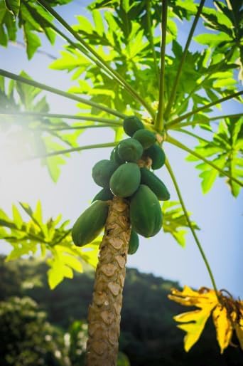 Red Lady Dwarf Papaya Live Tree – Carica Papaya – Tropical Fruit Plant – 1–2 Ft Tall – Sweet Papaya Tree – Exotic Garden & Container Plant - Image 7