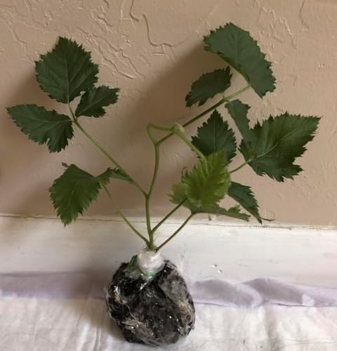 Big Daddy BlackBerry Plants (2-Pack) - Live Berry Bush 5-8" - Container or Garden Growing - Giant Sweet Berries - Hardy Zones 5-9 - Image 4