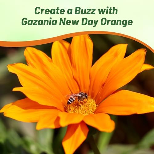 Outsidepride New Day Orange Gazania Seeds for Planting – 50 Pcs Perennial, Low-Maintenance, Drought-Tolerant Ground Cover Seeds for Vibrant Summer & Fall Flowers, Great for Outdoor Gardens - Image 5
