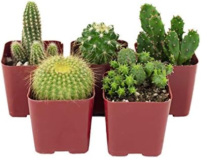Shop Succulents | Can't Touch This Collection | Assortment of Hand Selected, Fully Rooted Live Indoor Cacti Plants, 5-Pack by ShopSucculents