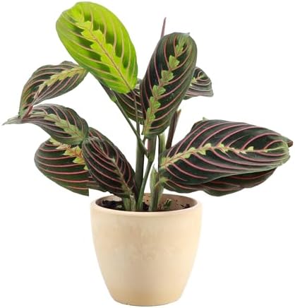 Live Red Prayer Plant, Pet Friendly, Easy to Grow, 4" Diameter Pot by ThorsensGreenhouse