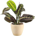 Live Red Prayer Plant, Pet Friendly, Easy to Grow, 4" Diameter Pot by ThorsensGreenhouse