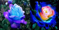 100 Pcs Rare Lavender hues Pink Roses Climbing Seeds Balcony Potted Rose by seedsofstrength