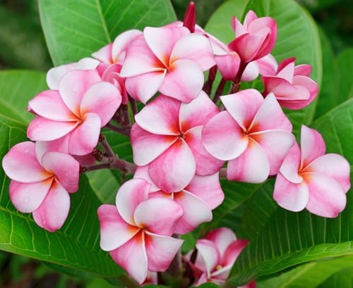 Awesome Aquatic Rainbow Plumeria Seeds, 10 Count, Tropical Frangipani - Image 7
