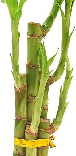 Arcadia Garden Products 5-Stem Lucky Bamboo, Live Indoor Plant in Dimension II Ceramic Planter for Home, Work, or Gift, White. ***Cannot Ship to Hawaii*** - Image 3