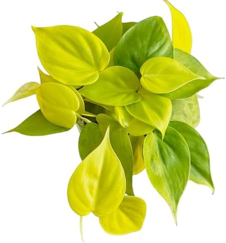 Hopewind Plnats Shop - Philodendron hederaceum Neon Cordatum, Rare Variety, Easy to Care Live Indoor Plant, 4 inch Pot - Image 2
