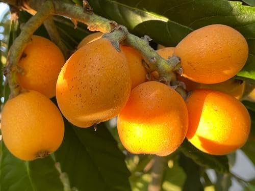 1 Perennial Golden Loquat Fruit Live Seedling Tree,Japanese Plump Live Tree - Image 5