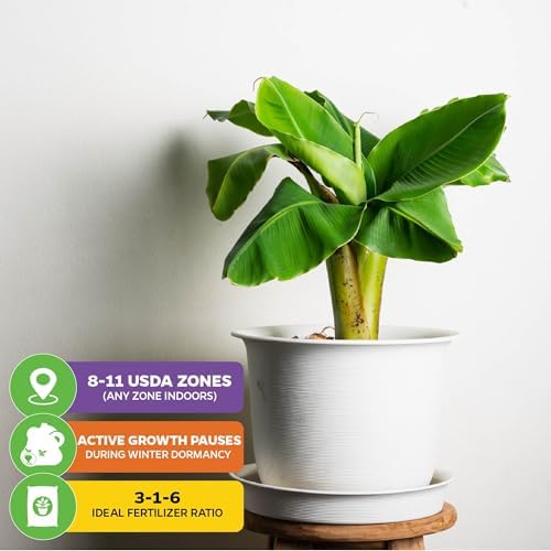 Little Prince Banana Tree (2-Pack) Live Plants by Wellspring Gardens - Image 5
