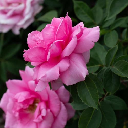 Heirloom Hardy Roses, Live Own Root Plant, Earth Song - Image 6