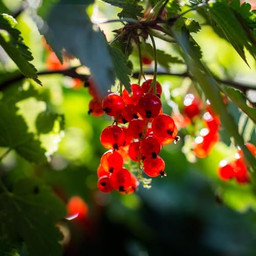 Red Currant Bush Live Plant, Cold Hardy Berry Shrub, 5-10" Tall - Image 5