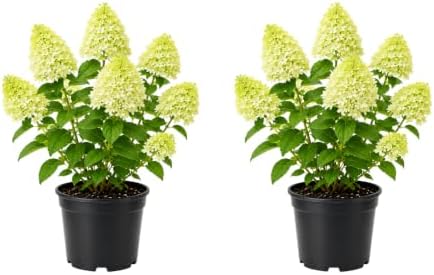 2 Limelight Hydrangea Plants for Planting, 6-10" Tall - Quart Pot, Hardy Hydrangea Tree Live Plant, Low Maintenance Compact Flowering Shrub for Patio Containers & Landscape by GINGERGLOW