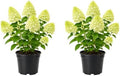 2 Limelight Hydrangea Plants for Planting, 6-10" Tall - Quart Pot, Hardy Hydrangea Tree Live Plant, Low Maintenance Compact Flowering Shrub for Patio Containers & Landscape by GINGERGLOW