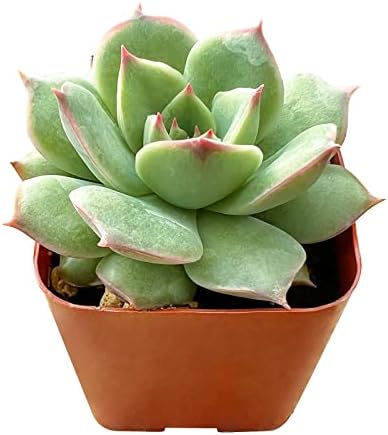 Sprout N Green Echeveria 'Pink Tips' Live Succulent Plant - Image 2