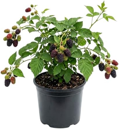Thornless Boysenberry Live Plant, Sweet Berry Bush, 5-7 Inch Tall by AKTRD