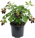 Thornless Boysenberry Live Plant, Sweet Berry Bush, 5-7 Inch Tall by AKTRD