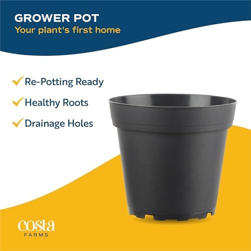 Costa Farms Live Indoor Plant Variety Bundle, 4-Inch Grow Pots, 6-Pack - Image 7