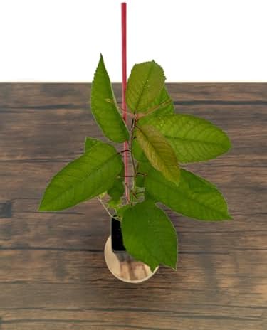 Sweetheart Cherry Tree - 1 Plant - Edible Grafted Fruit Tree - Image 6