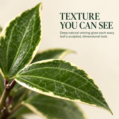 Hoya Macrophylla Variegata Live Plant | Hoya Variegated Starter Plants - Image 3