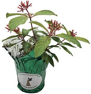 Scarlet Firebush - Hamelia Patens - Live Shrub Plant -Florida Native - Orange Red Flower - 8-10 Inches Tall - 4 Inch Pot - Image 2