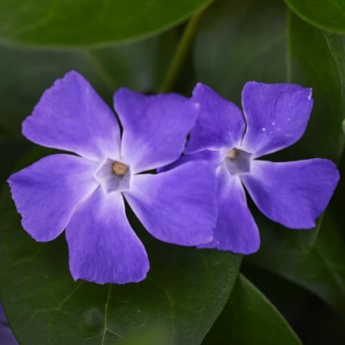 12 Vinca Minor Live Vines Rooted, Periwinkle Ground Cover Plant - Image 2