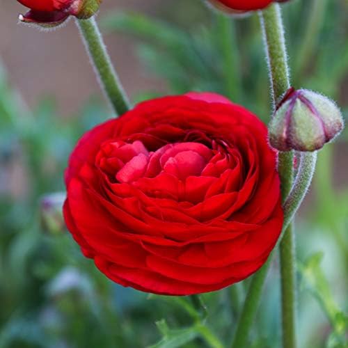 Ranunculus Red 10 Flower Bulbs - Spring Blooms, Tecolote Buttercups - Image 5