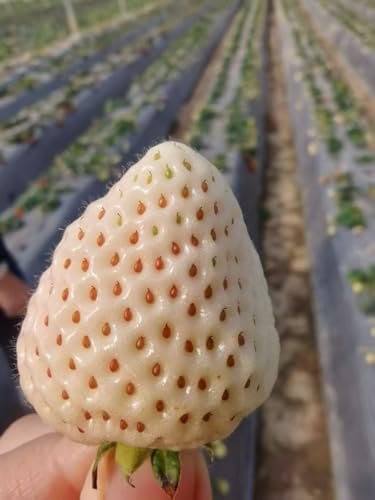 Rare Live White Pineberry Strawberry Plant - Non-GMO Fruiting Shrub in 4-Inch Nursery Pot – Creamy White Fruit with Red Seeds – Sweet & Tropical Flavor for Home Gardens and Patio Containers - Image 5