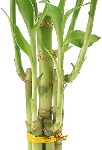 Arcadia Garden Products 5-Stem Lucky Bamboo, Live Indoor Plant in Dimension II Ceramic Planter for Home, Work, or Gift, Black ***Cannot Ship to Hawaii*** - Image 3