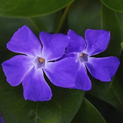 24 Vinca Periwinkle Plants, 6 Inch Tall, Ground Cover Flower Plant - Image 7