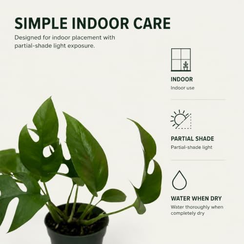 Mini Monstera Live Plant, 4 Inch Rare Rhaphidophora Tetrasperma - Image 5
