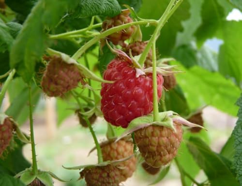Raspberry Shortcake (Dwarf, Thornless Raspberry) 1 Live Plant in Pot - Image 4