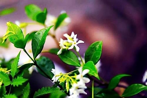 Rare Scented Jasmine Flower Easy to Grow 5g Seeds - Image 3