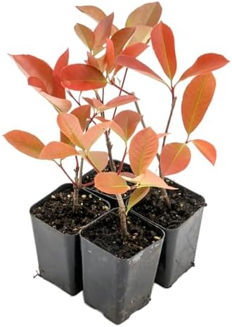 4 Red Tip Photinia, Live Plants in 3.5" Cubes (Photinia × fraseri) by CitronellaKing