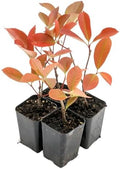 4 Red Tip Photinia, Live Plants in 3.5" Cubes (Photinia × fraseri) by CitronellaKing
