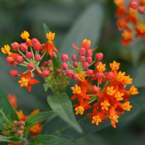 2 Tropical Milkweed Plants, Live Fragrant Asclepias Plant, 4-7'' Tall - Image 3