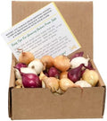 Mixed Onion Assortment 8 oz - Red, White & Yellow Onion Bulbs by StargazerPerennials
