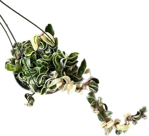 Variegated Hoya Compacta aka Hoya Hindu Rope Variegated Available in 2", 4", and 6" Pot Live Hoya Plant Prime Plants California (1 Small Plant/stem, 4" Pot) - Image 5