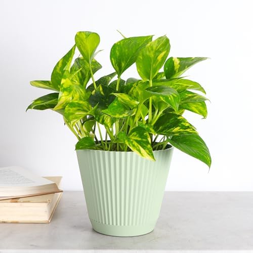 Live Golden Pothos, Indoor Vining Plant, Easy to Grow, 6" Pot - Image 2
