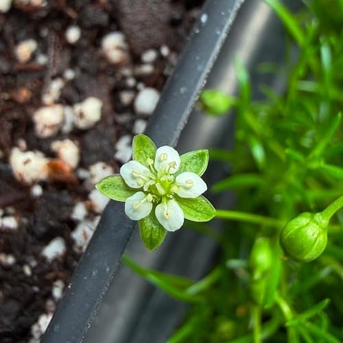 Sagina subulata, Irish Moss, Pearlwort, ground cover, Cnt Sz: 4pk - Image 6