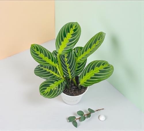 Live Plant, Lemon Lime Maranta Prayer Plant, Pet Friendly, Pet Safe, Air Purifying Plant, Easy Care, Live Indoor Plant, Houseplant, Rare Indoor Plant, Perfect Gifrt, 4 inch White Pot - Image 5