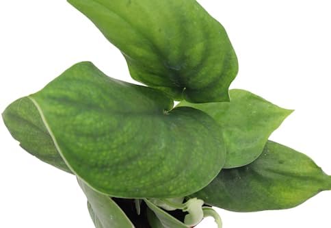 Scindapsus pictus 'Jade Satin' - 4'' from California Tropicals - Image 3
