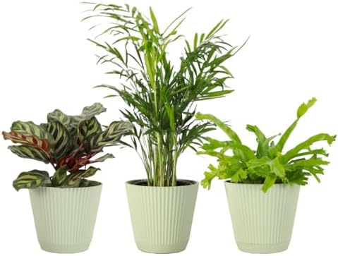 Live Pet Safe Houseplants (3 Pack), Grower's Choice Bundle, 4" Pots by ThorsensGreenhouse