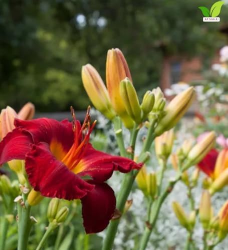 Votaniki Chicago Apache Daylily Bare Root Perennial Plant Scarlet Red Flowers with Yellow Watermark for Full Sun Borders Containers Mass Planting and Pollinator Gardens - Image 2