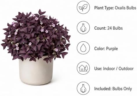 Pack of 24 Purple Shamrocks Bulbs, Oxalis Bulbs for Planting, Oxalis Triangularis Bulbs Good Luck Flower Bulbs - Image 4